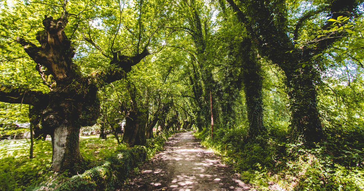 Camino de Santiago